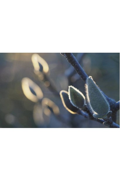 Магнолія суланжа Ломбарді Роуз